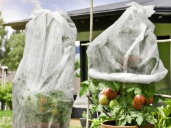 ÖKO Tomatenvlies-Schlauch im Einsatz